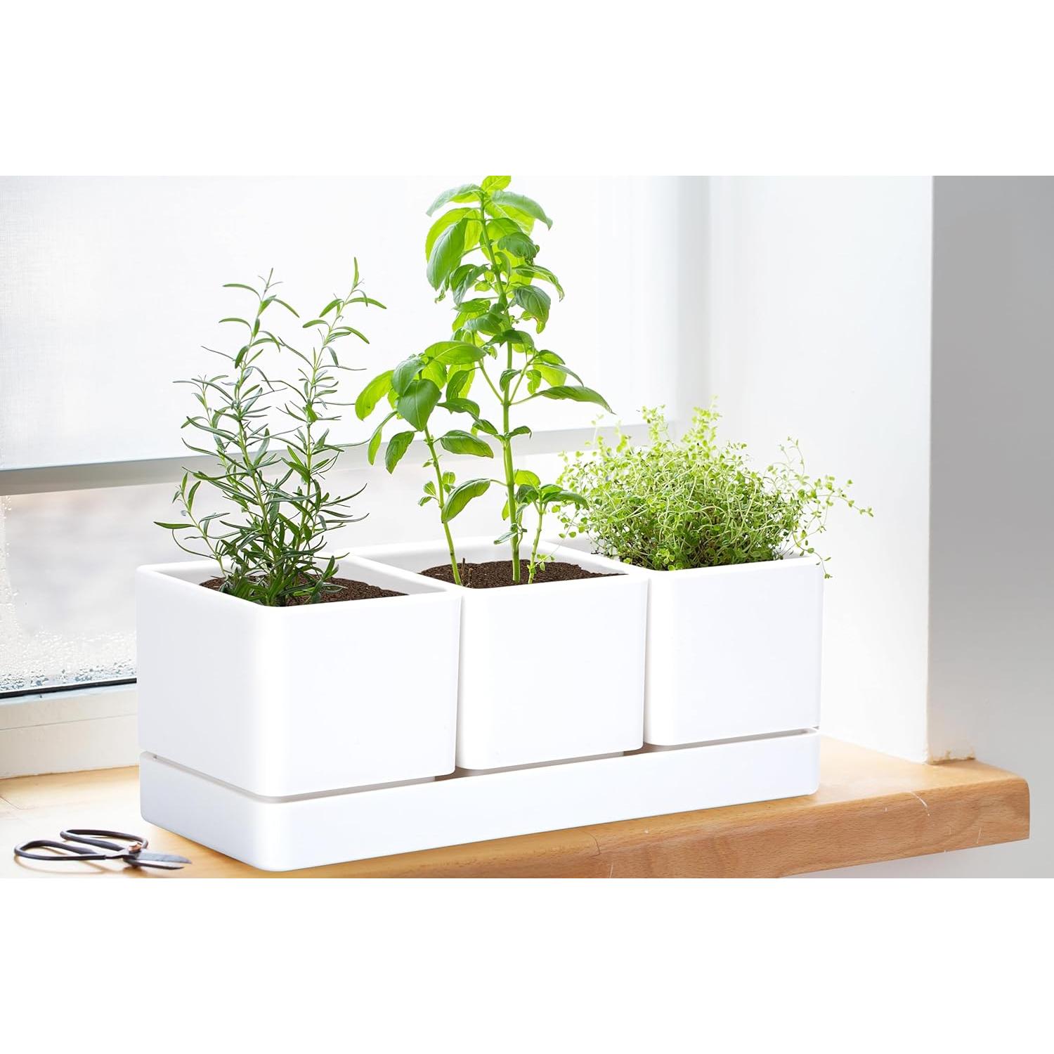 Juego de 3 Macetas para Hierbas D'vine Dev con Plato Drenaje