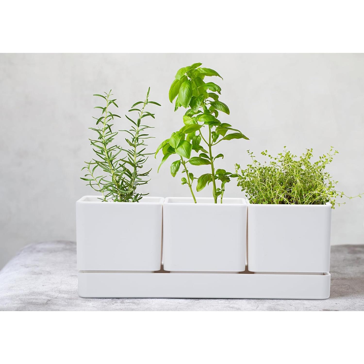 Juego de 3 Macetas para Hierbas D'vine Dev con Plato Drenaje