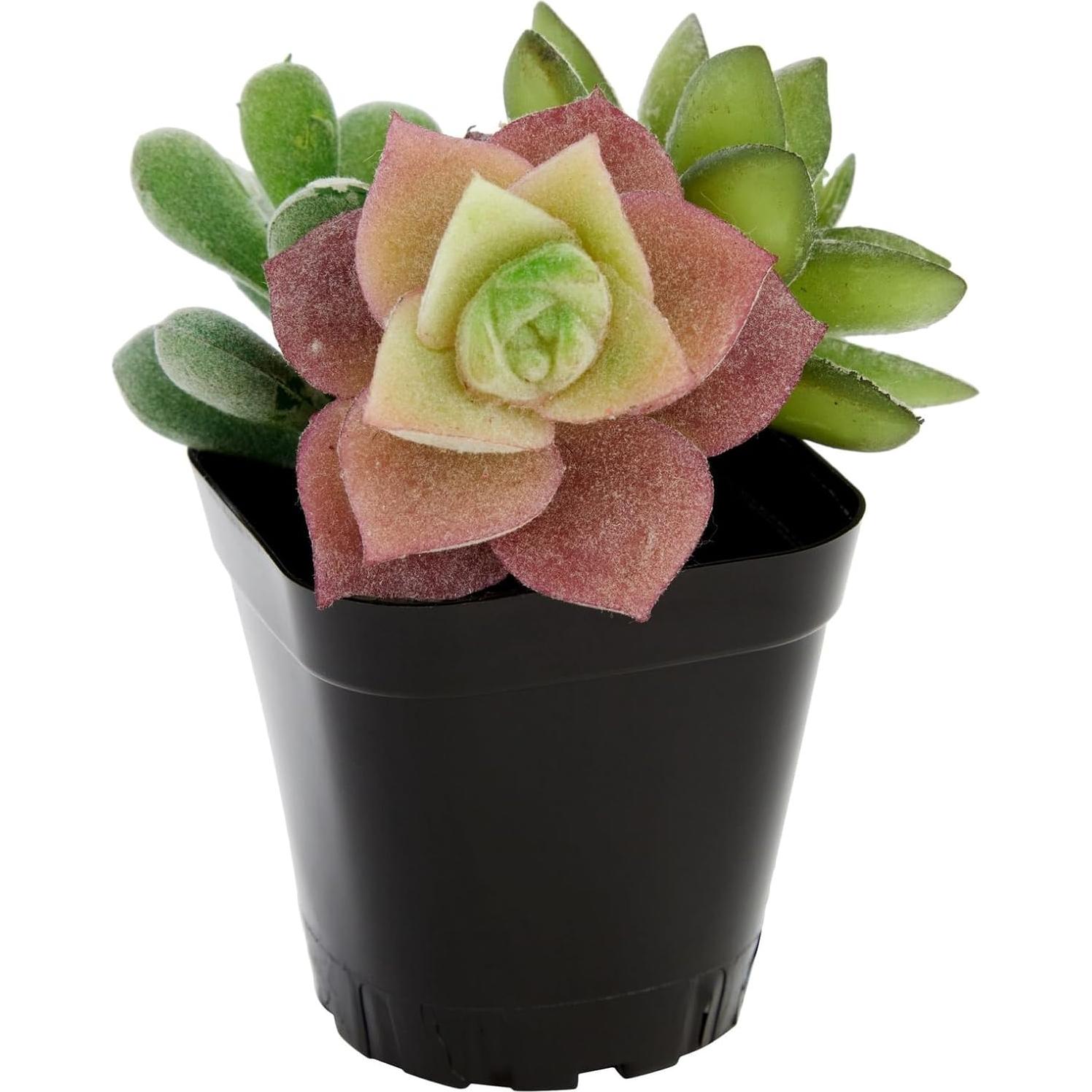 Juvale 150 Macetas Cuadradas de Plástico Negro 6.6cm