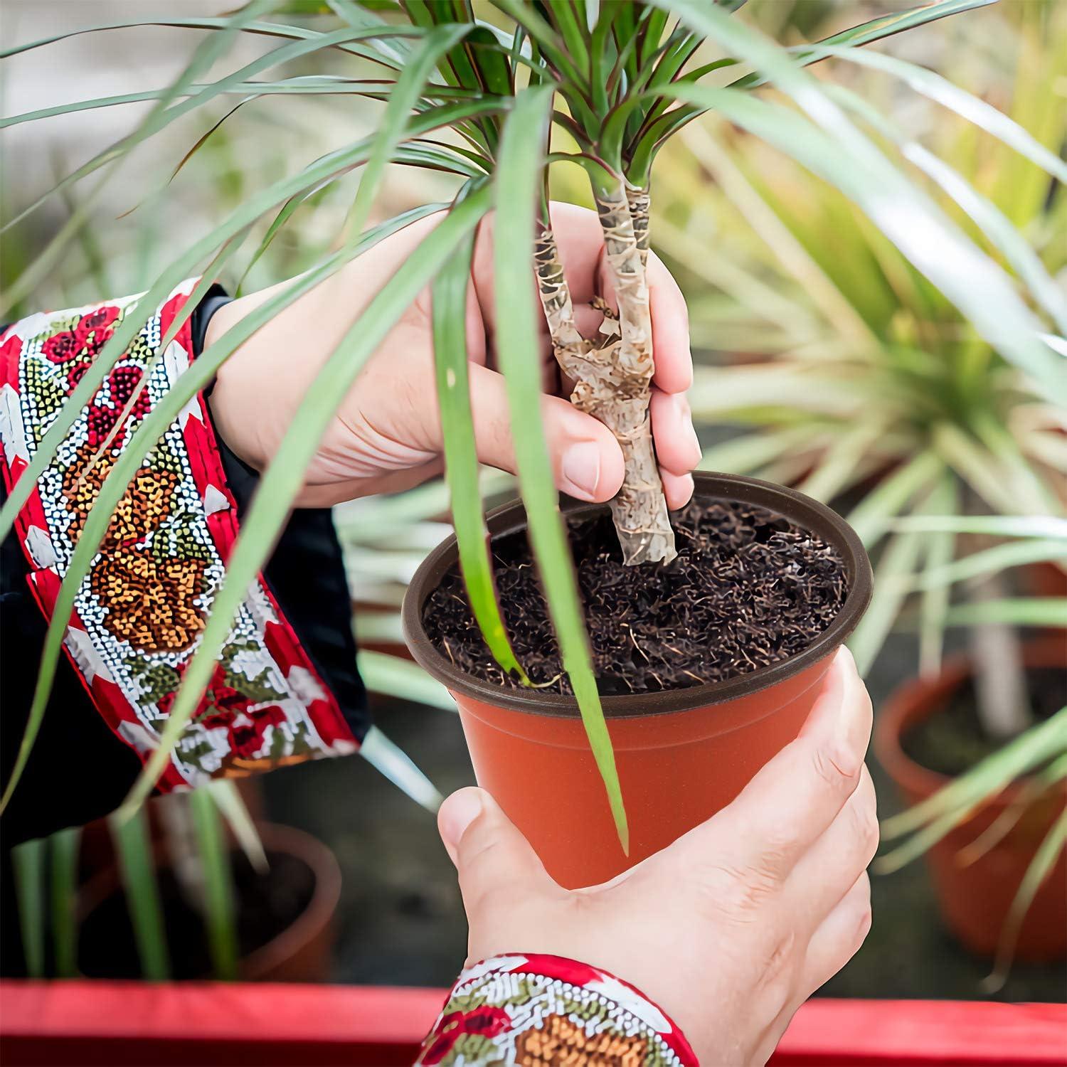 150 Macetas de Plástico Augshy 10.16 cm para Vivero