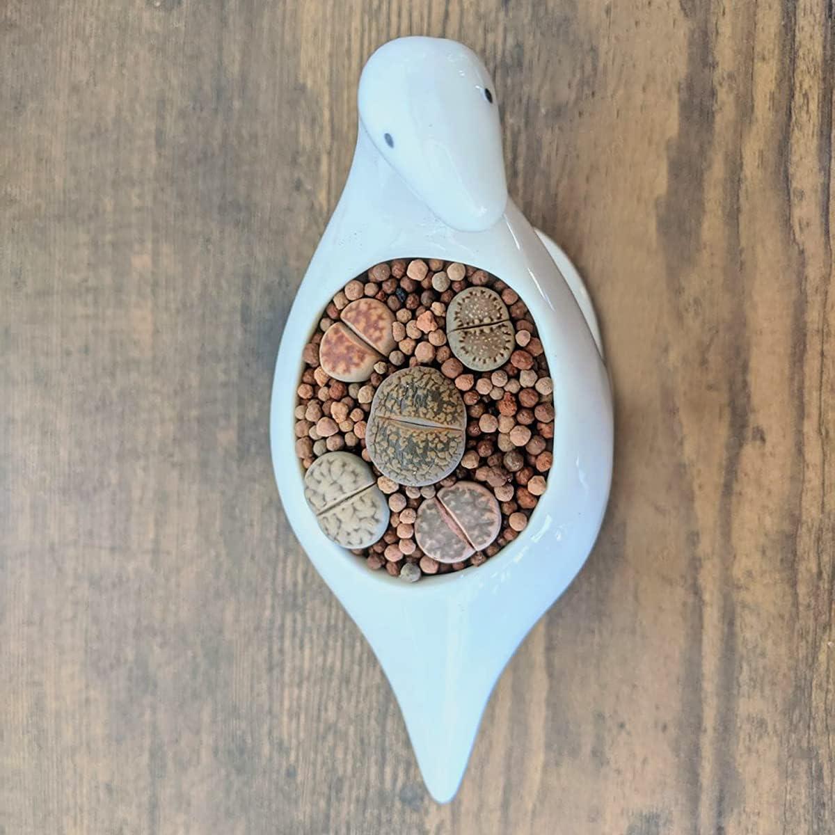 Maceta Cerámica Dinosaurio GeLive para Suculentas 12.95 cm