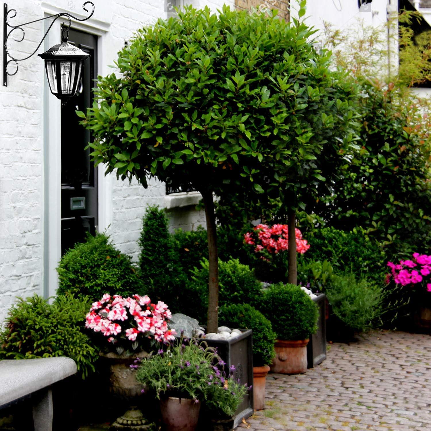 KABB Soportes de Hierro Negro para Plantas Colgantes x2