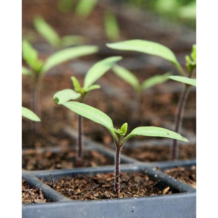 Iniciador de Semillas Orgánico Mosser Lee ML0003 4L