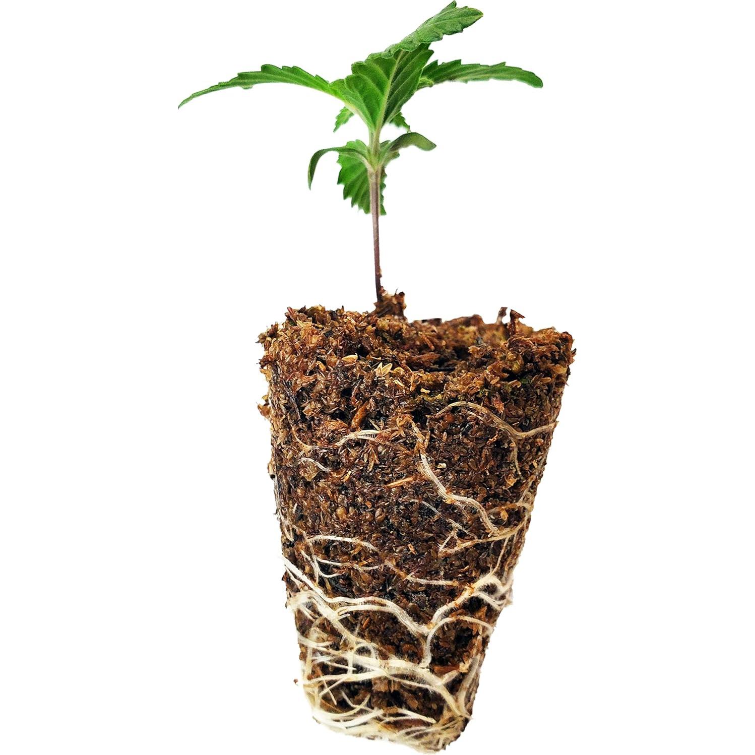 Iniciador de Semillas Orgánico Mosser Lee ML0003 4L