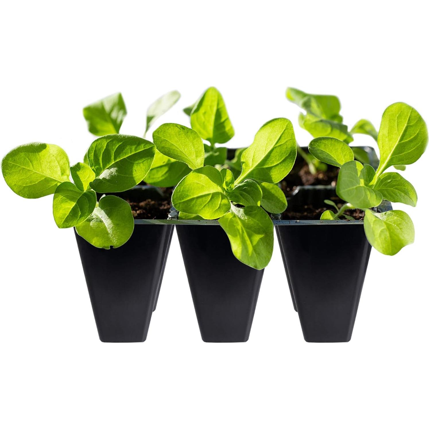 Bandeja de Inicio de Semillas Gardzen 30 Piezas 6 Celdas