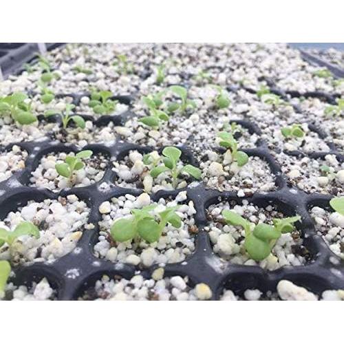 Kit de Inicio de Semillas AIFUSI - 10 Bandejas de 72 Celdas