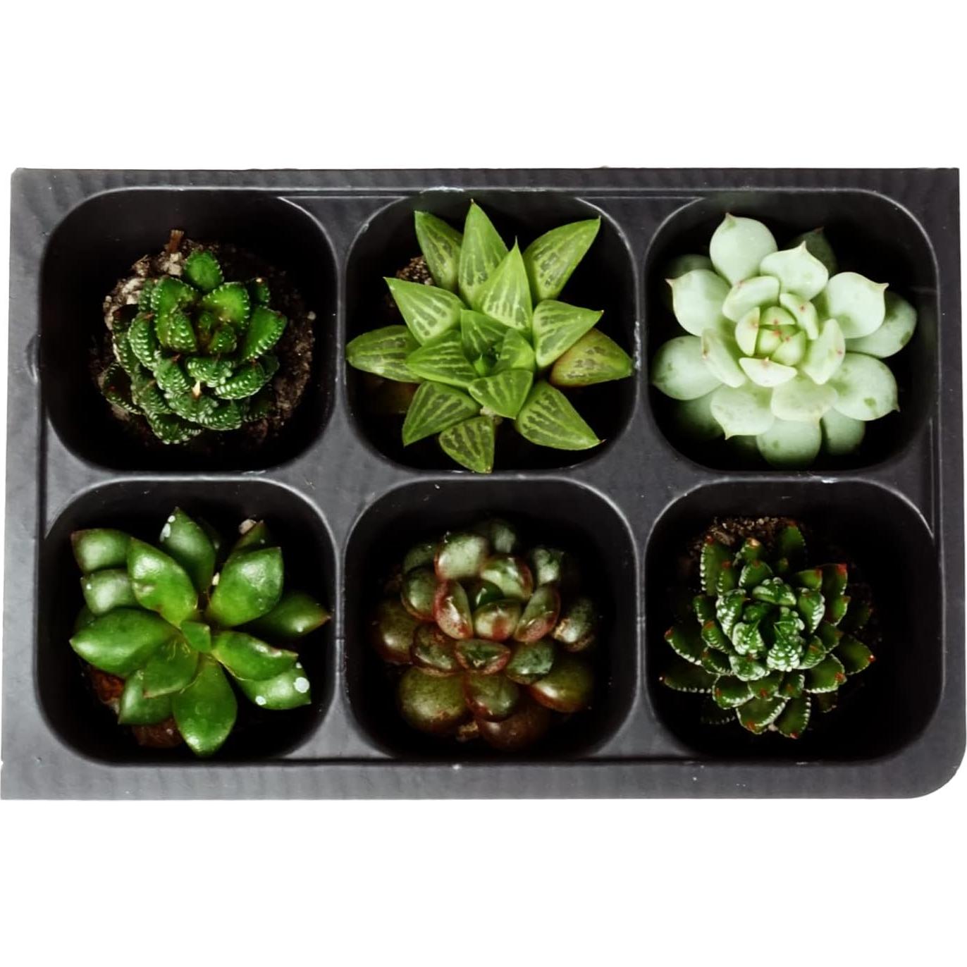 Bandeja de Inicio de Semillas La Ciudad Hidropónica 720 Celdas