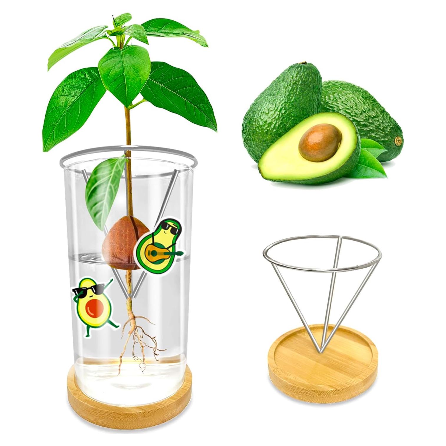 Jarrón de Germinación de Aguacate KONIDUN - Kit de Crecimiento