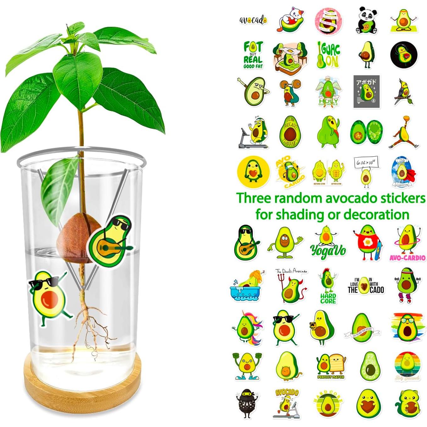 Jarrón de Germinación de Aguacate KONIDUN - Kit de Crecimiento