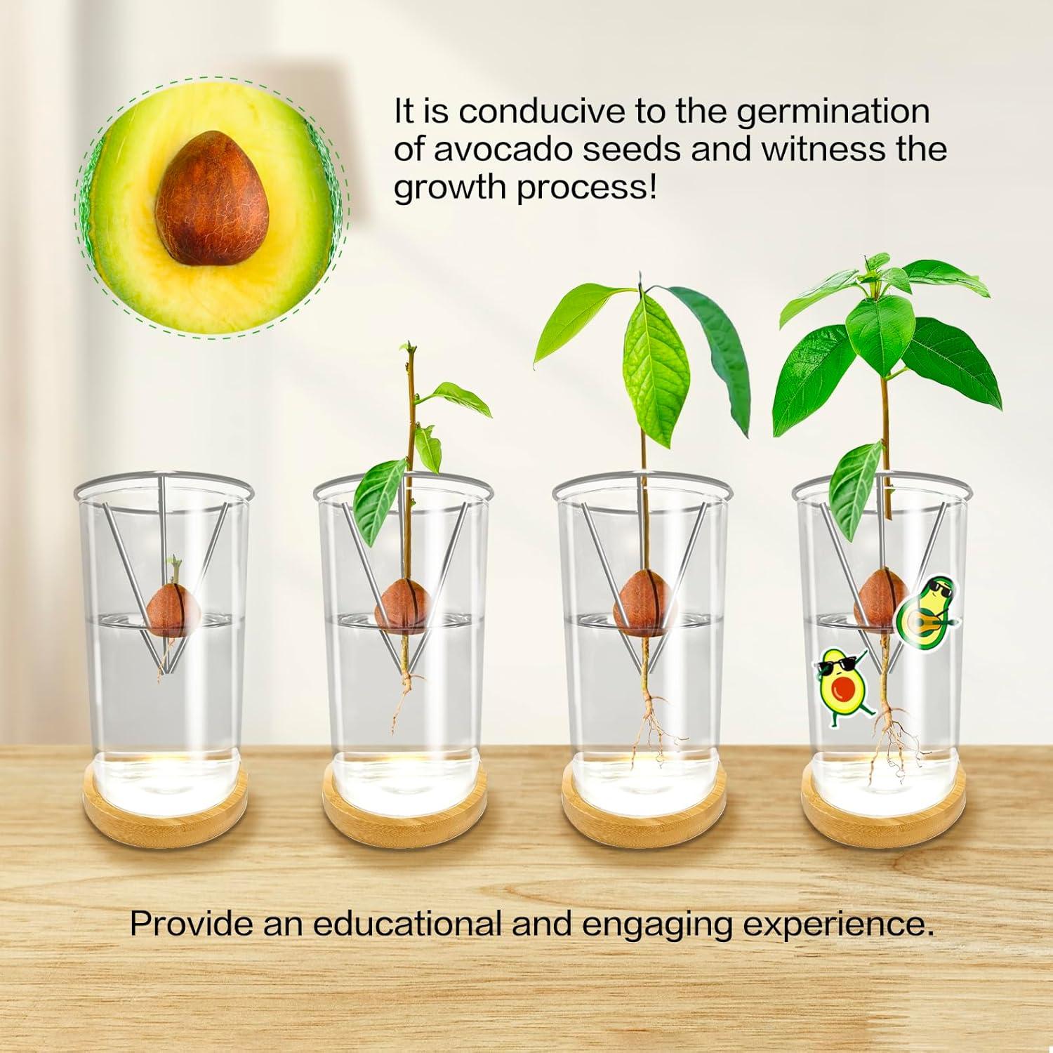 Jarrón de Germinación de Aguacate KONIDUN - Kit de Crecimiento