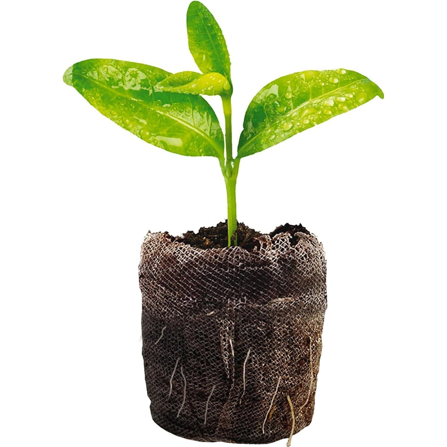 Kit de Inicio de Semillas Jiffy - 2 Bandejas 34 Celdas 68 Pellets