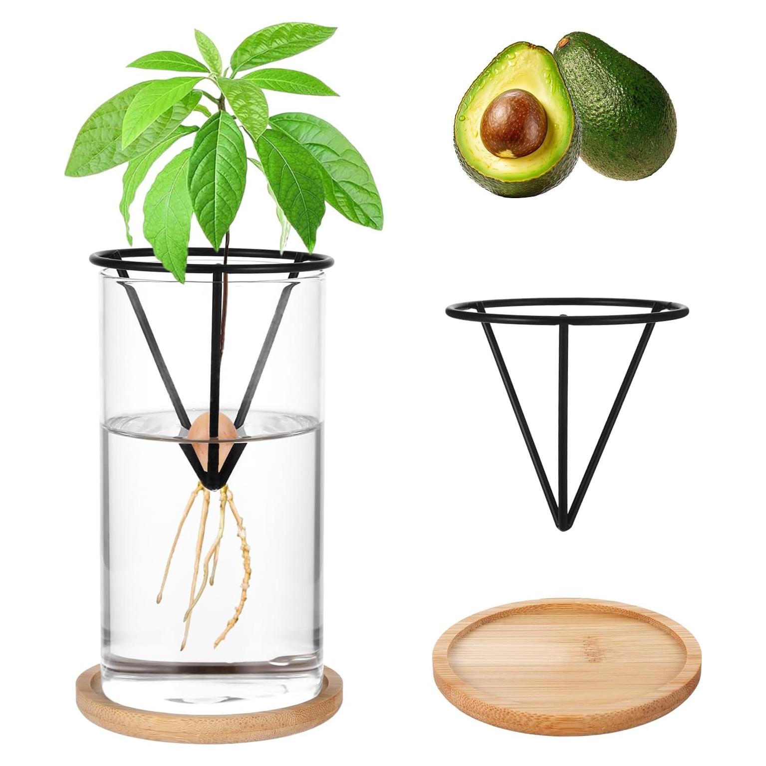 Kit de Germinación de Aguacate Mowouhn con Jarrón de Vidrio