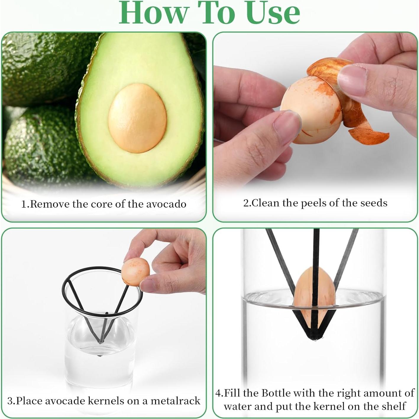 Kit de Germinación de Aguacate Mowouhn con Jarrón de Vidrio