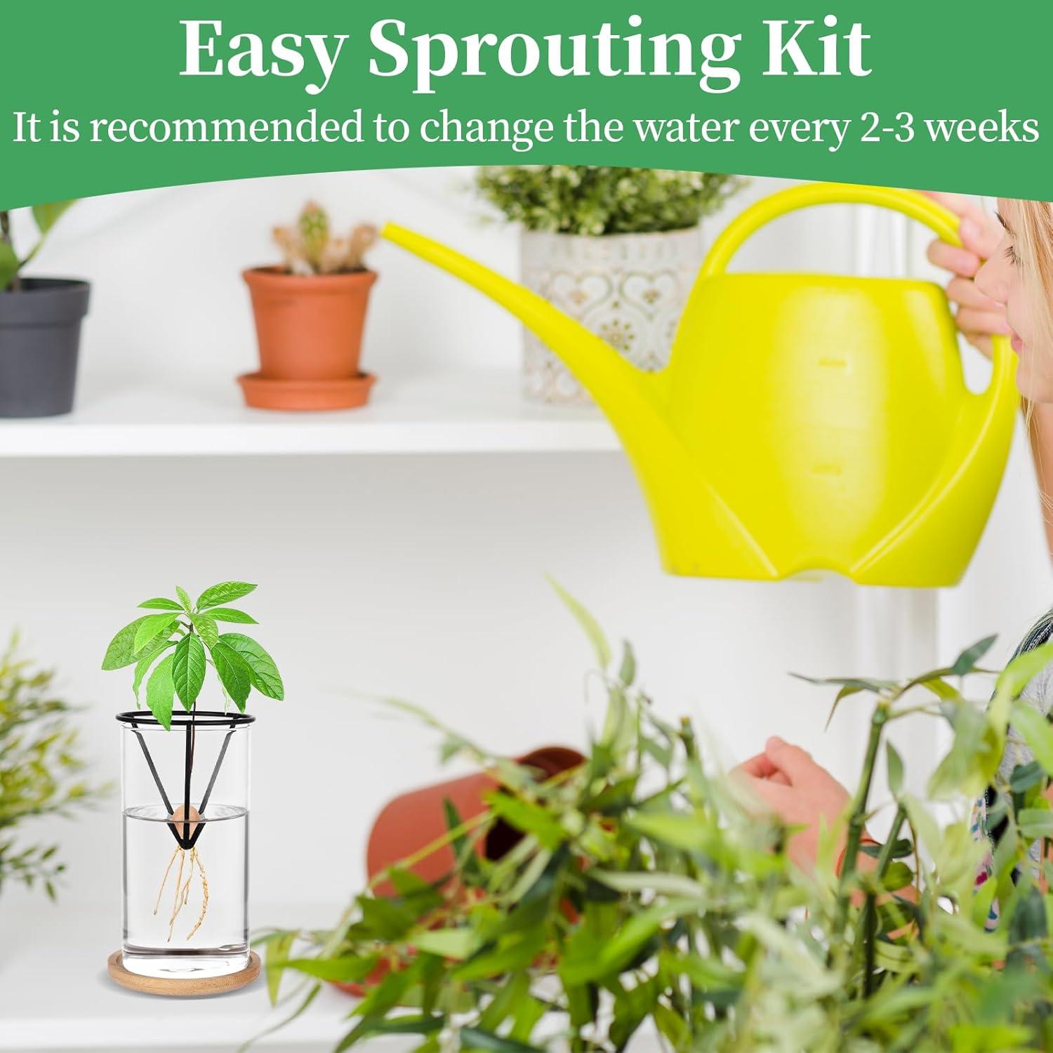 Kit de Germinación de Aguacate Mowouhn con Jarrón de Vidrio