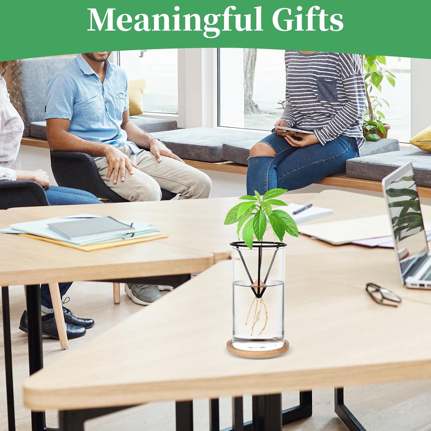 Kit de Germinación de Aguacate Mowouhn con Jarrón de Vidrio