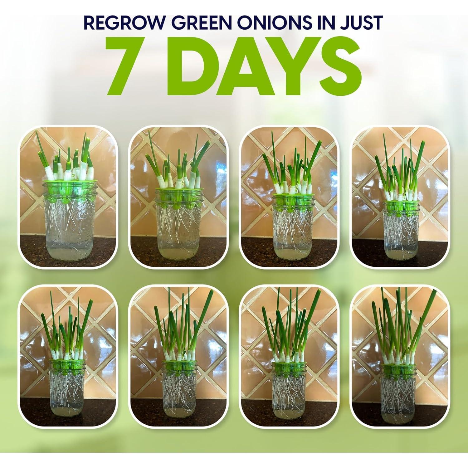 Kit de Cultivo de Brotes Zestigreens con Regenerador de Cebolla Verde