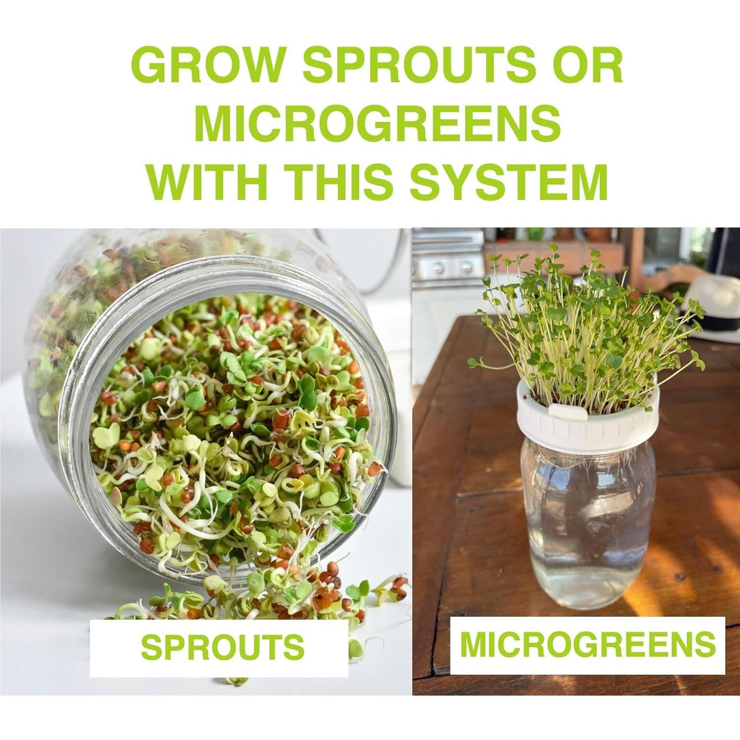 Kit de Cultivo de Brotes Zestigreens con Regenerador de Cebolla Verde