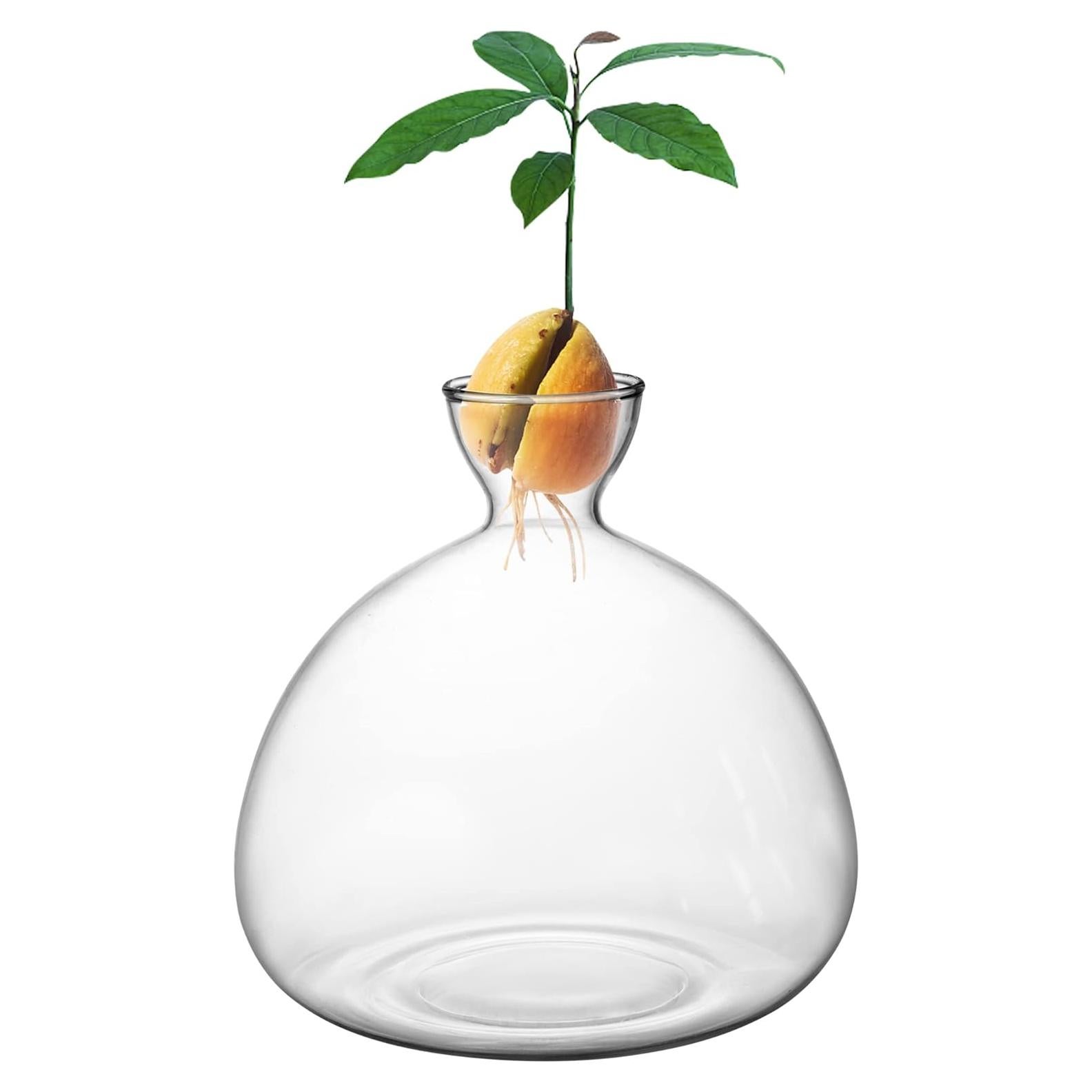 Kit de Crecimiento de Árbol de Aguacate Moonoom - Jarrón de Vidrio
