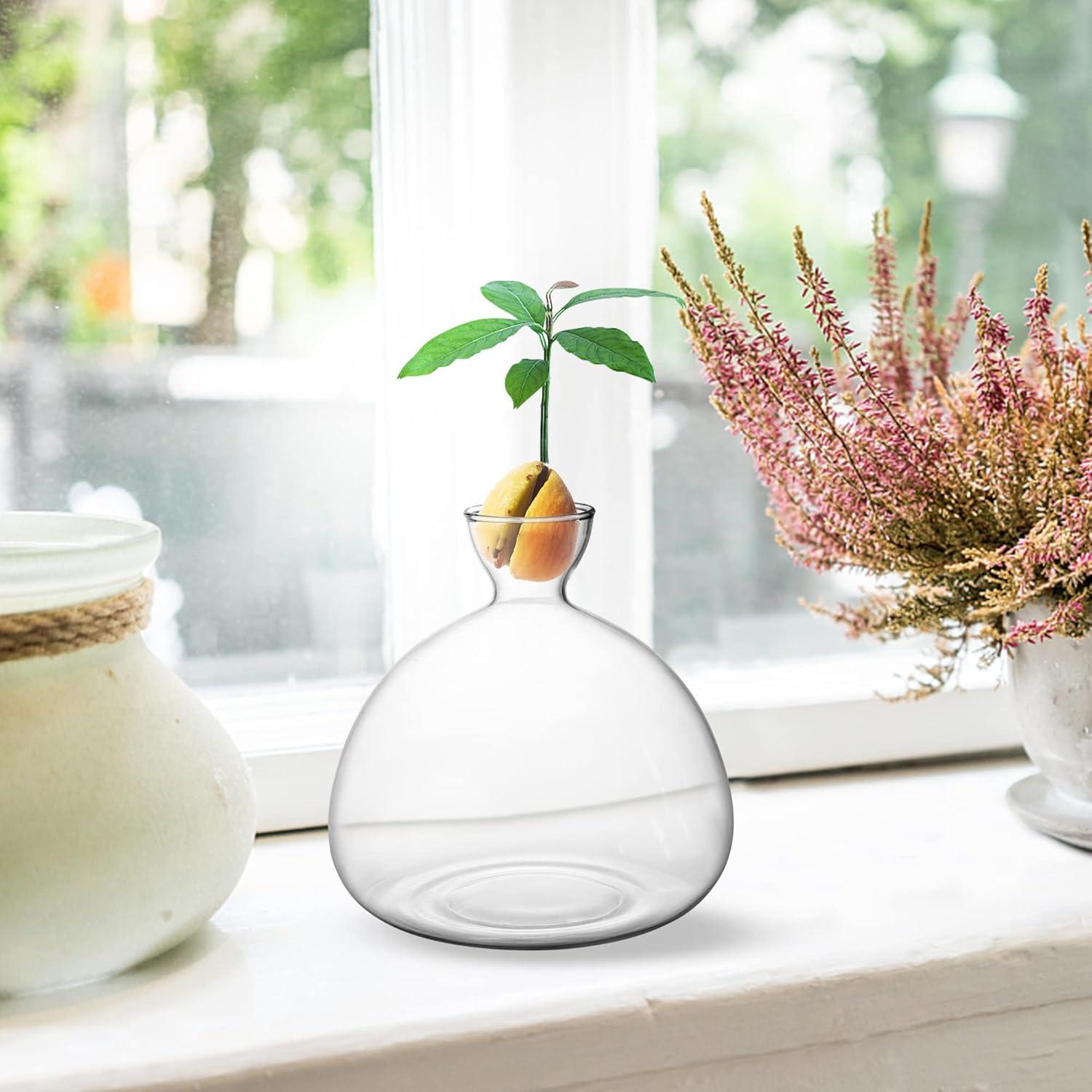 Kit de Crecimiento de Árbol de Aguacate Moonoom - Jarrón de Vidrio