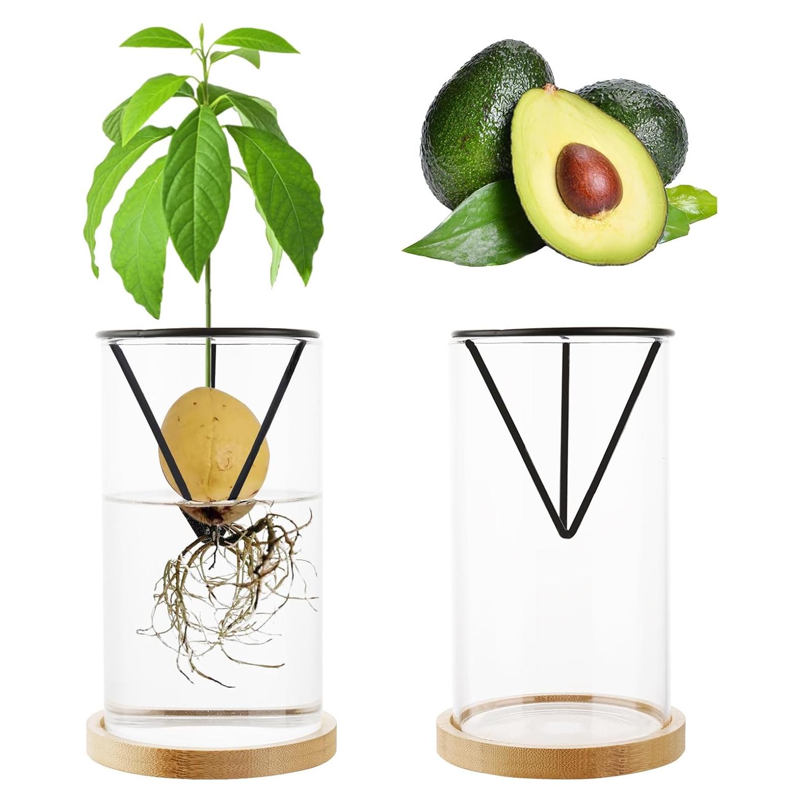 Kit de Crecimiento de Árbol de Aguacate Uprony 2PCS Jarrón Vidrio