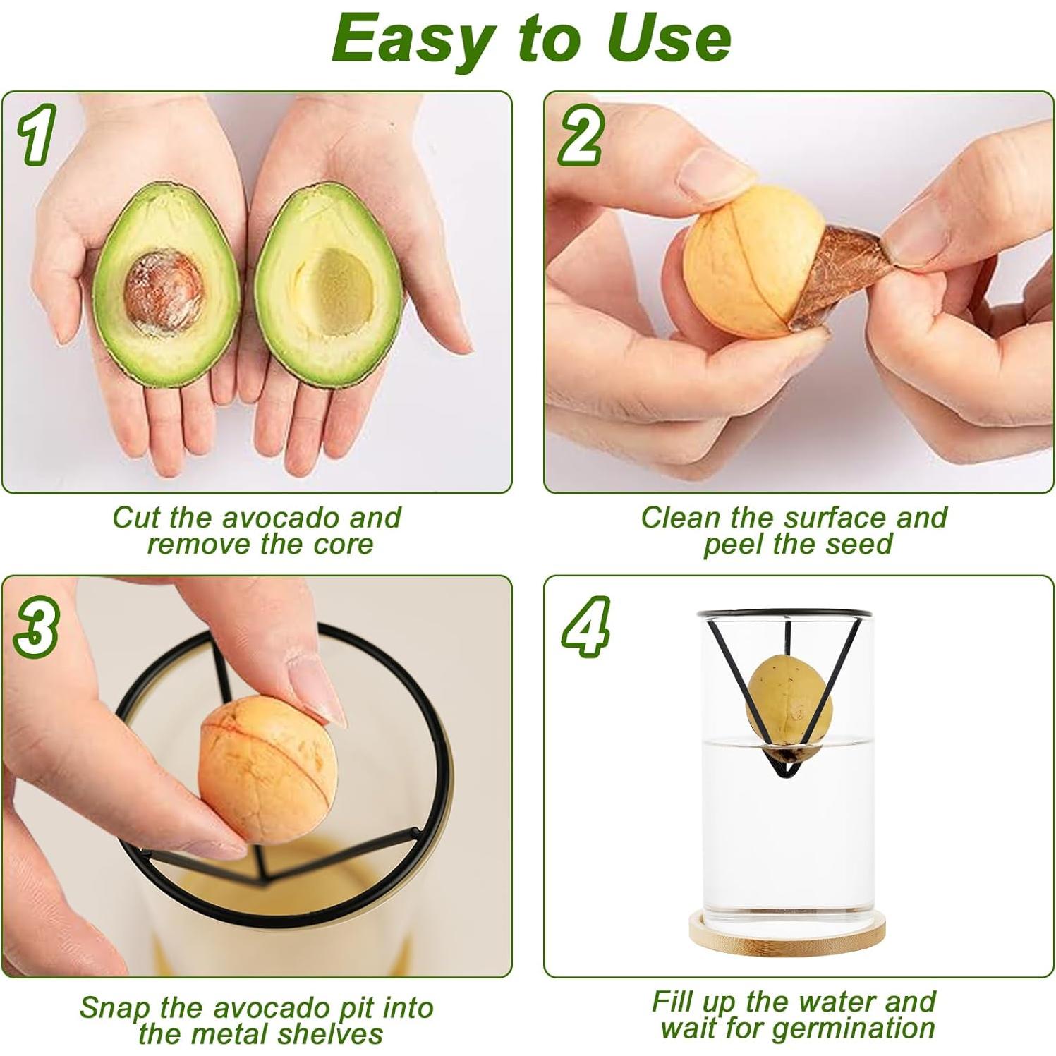 Kit de Crecimiento de Árbol de Aguacate Uprony 2PCS Jarrón Vidrio