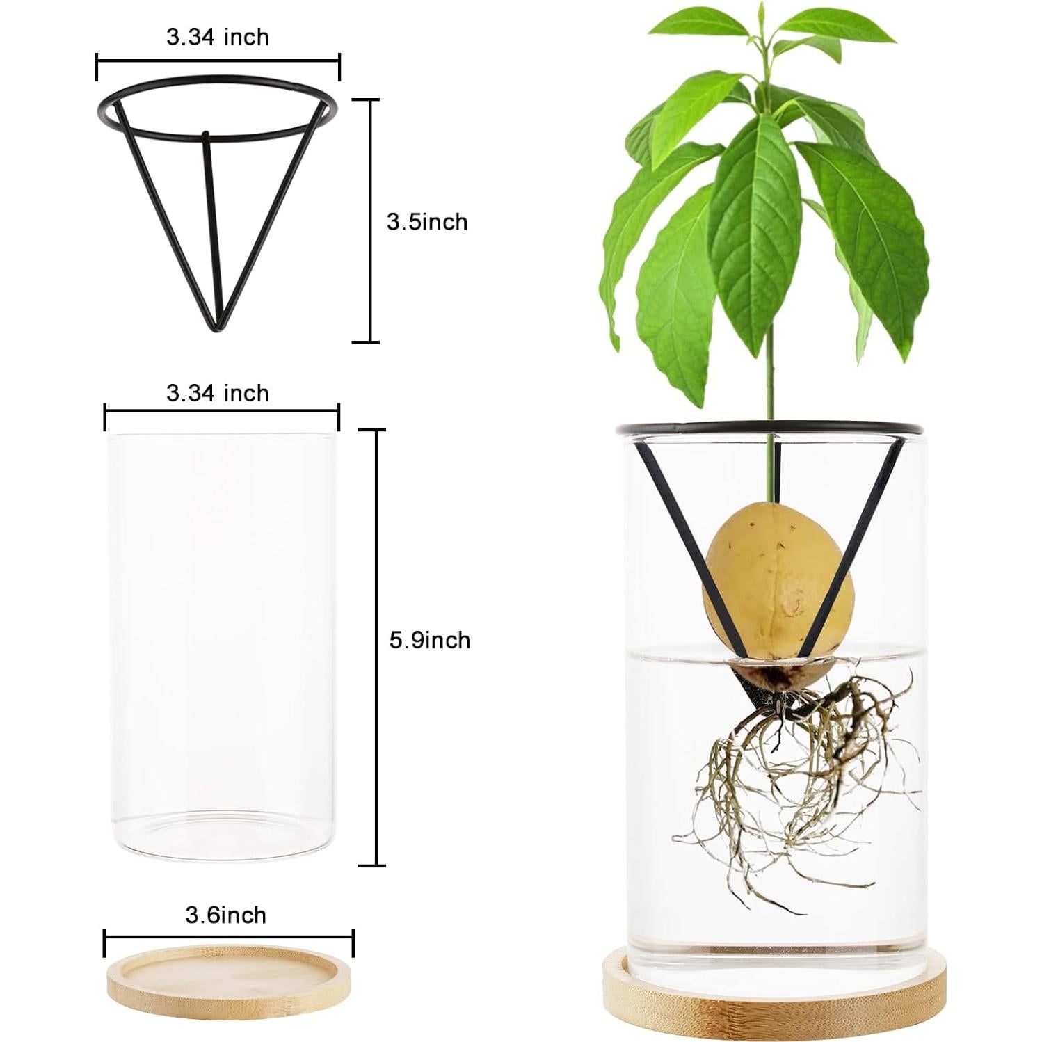 Kit de Crecimiento de Árbol de Aguacate Uprony 2PCS Jarrón Vidrio