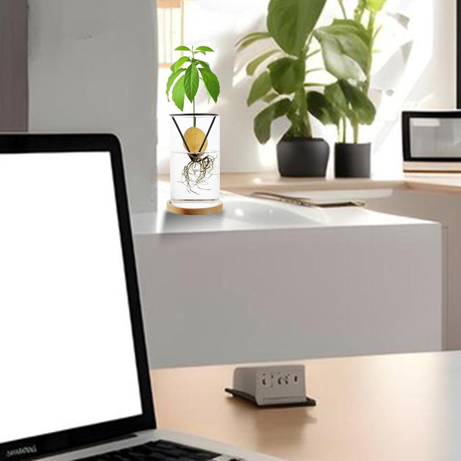 Kit de Crecimiento de Árbol de Aguacate Uprony 2PCS Jarrón Vidrio