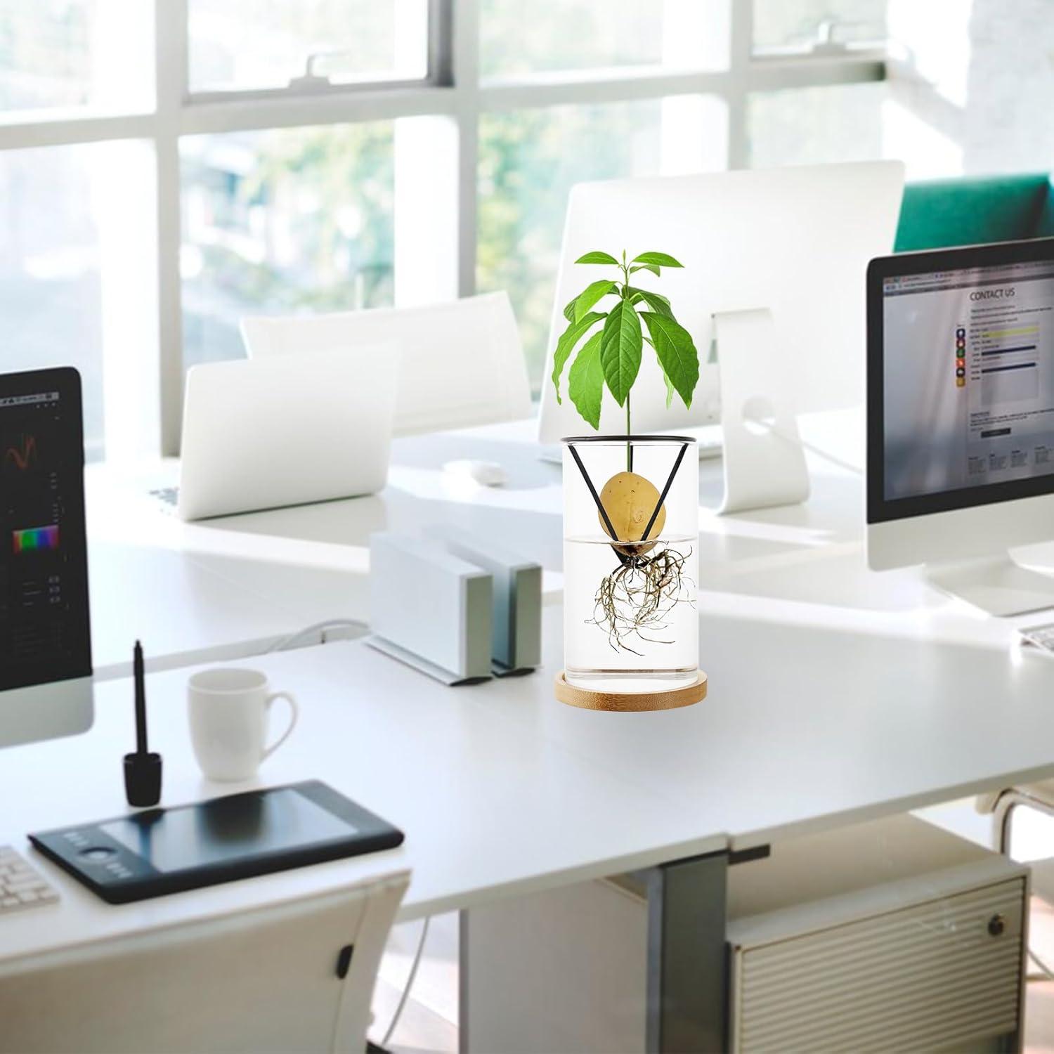 Kit de Crecimiento de Árbol de Aguacate Uprony 2PCS Jarrón Vidrio