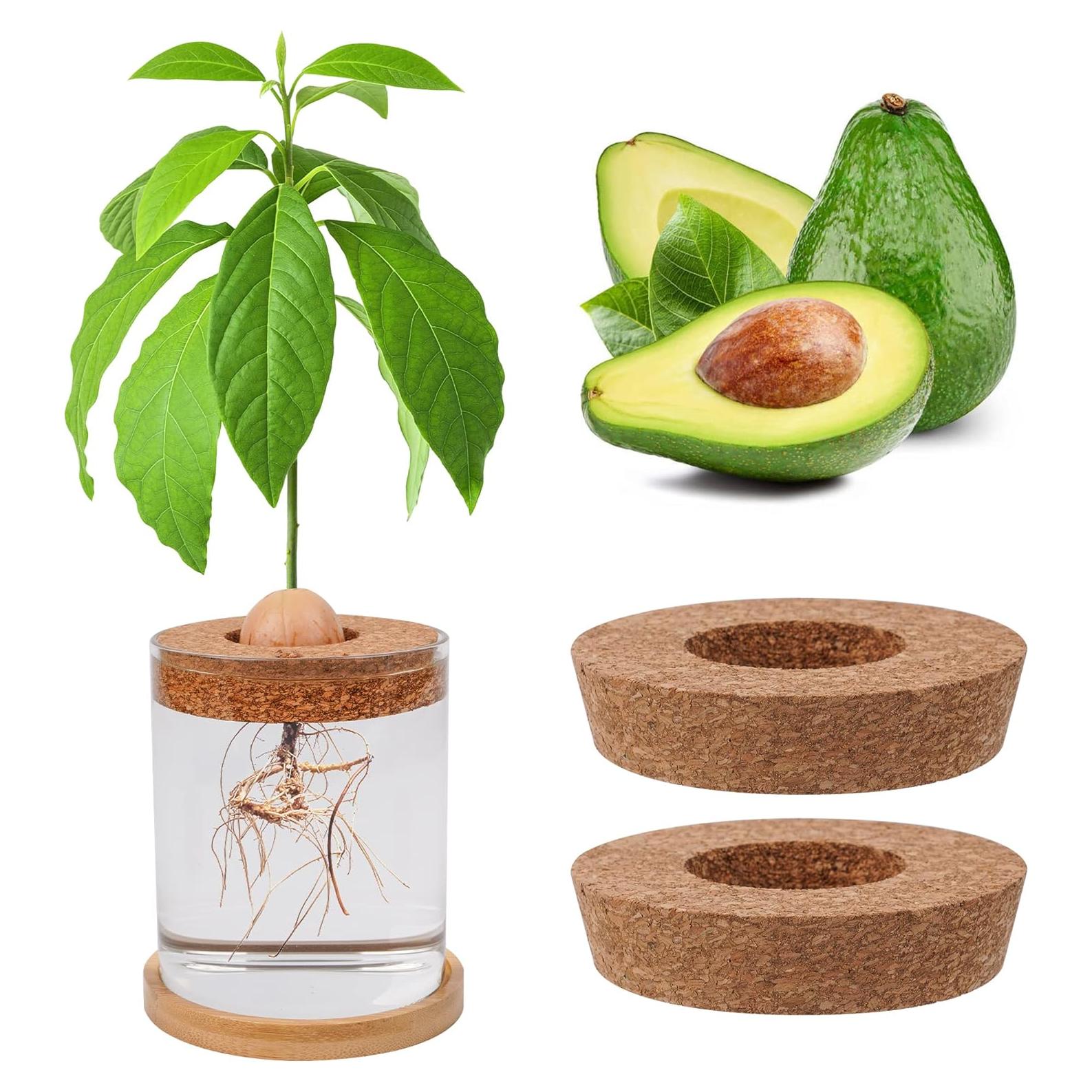 Kit de Crecimiento de Aguacate Bylion 5 Pcs con Jarrón de Vidrio