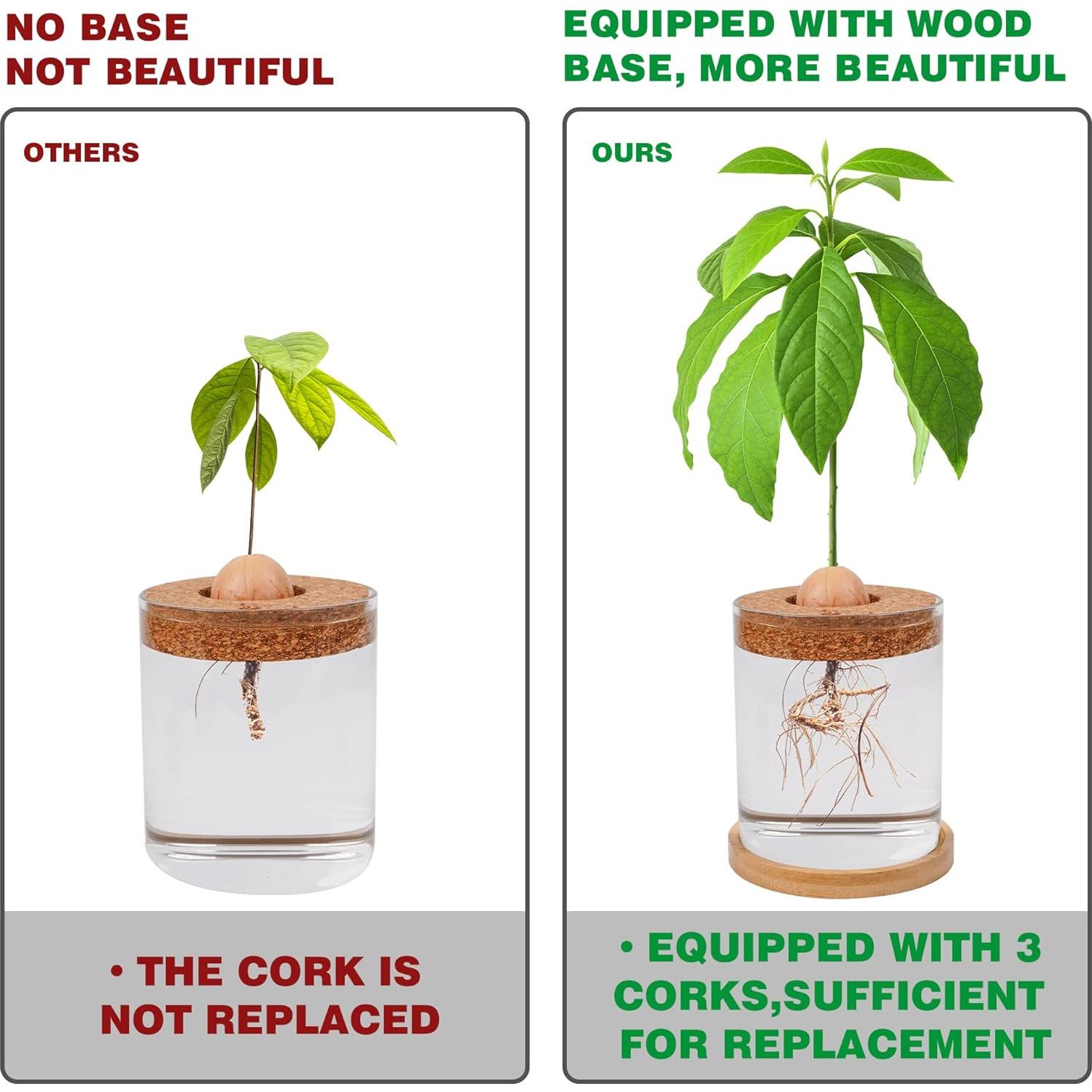 Kit de Crecimiento de Aguacate Bylion 5 Pcs con Jarrón de Vidrio