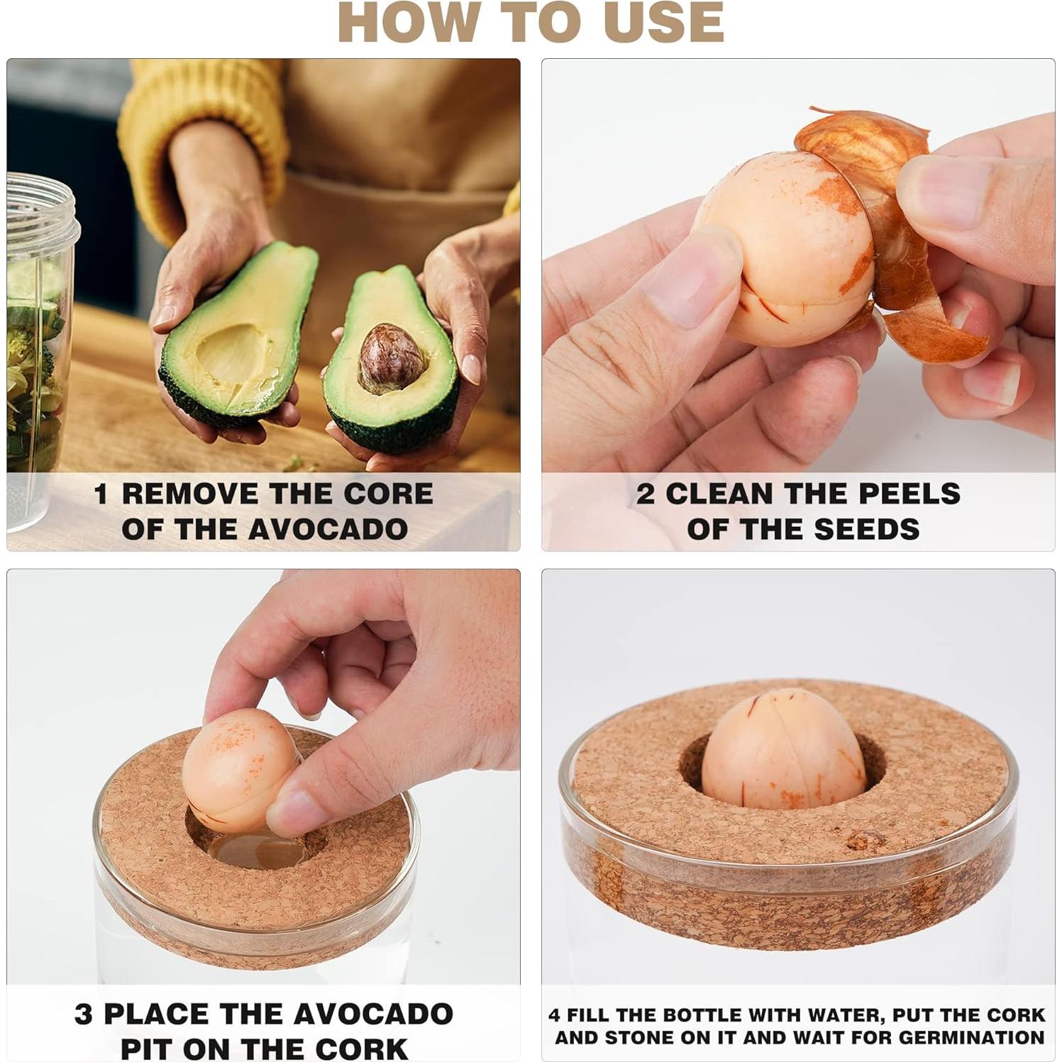 Kit de Crecimiento de Aguacate Bylion 5 Pcs con Jarrón de Vidrio