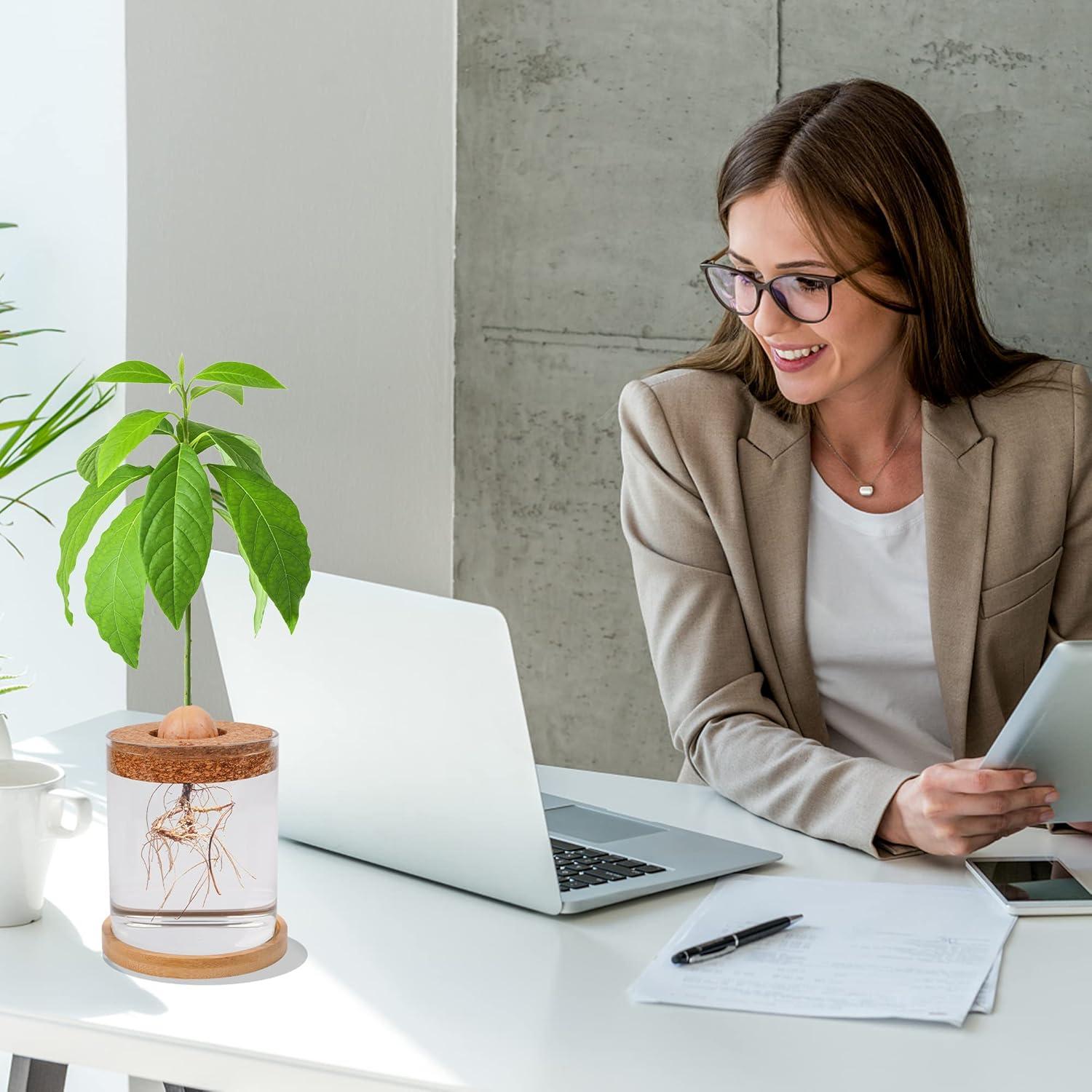 Kit de Crecimiento de Aguacate Bylion 5 Pcs con Jarrón de Vidrio