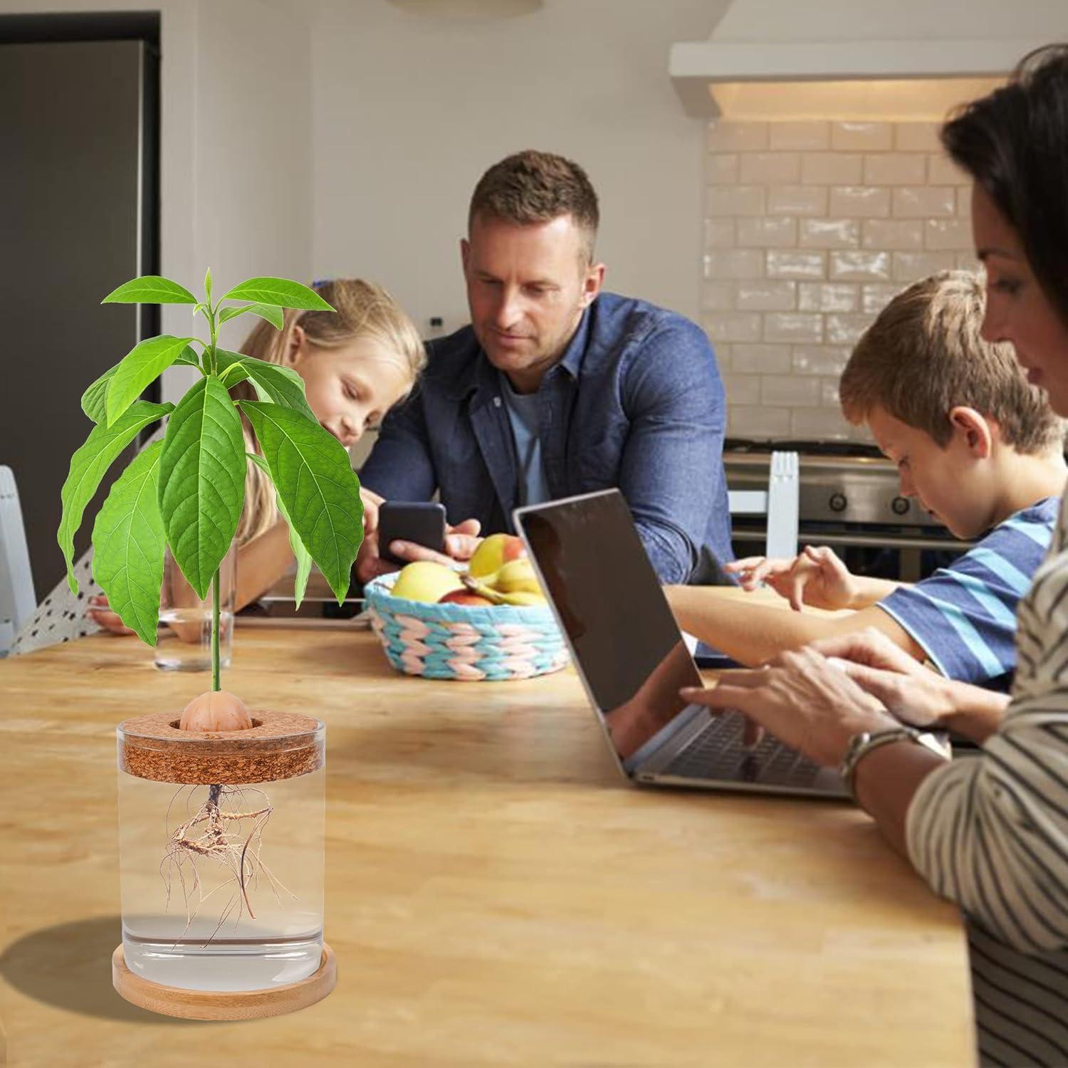 Kit de Crecimiento de Aguacate Bylion 5 Pcs con Jarrón de Vidrio