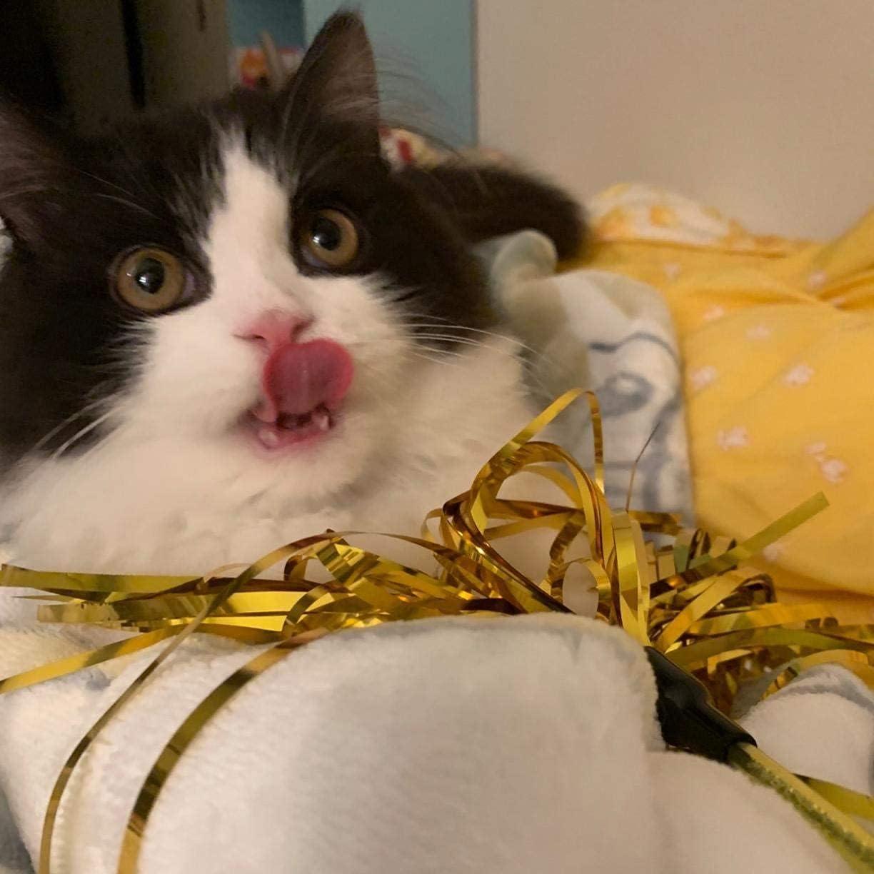 Juguetes Interactivos para Gatos Aduck Varita 3 Piezas