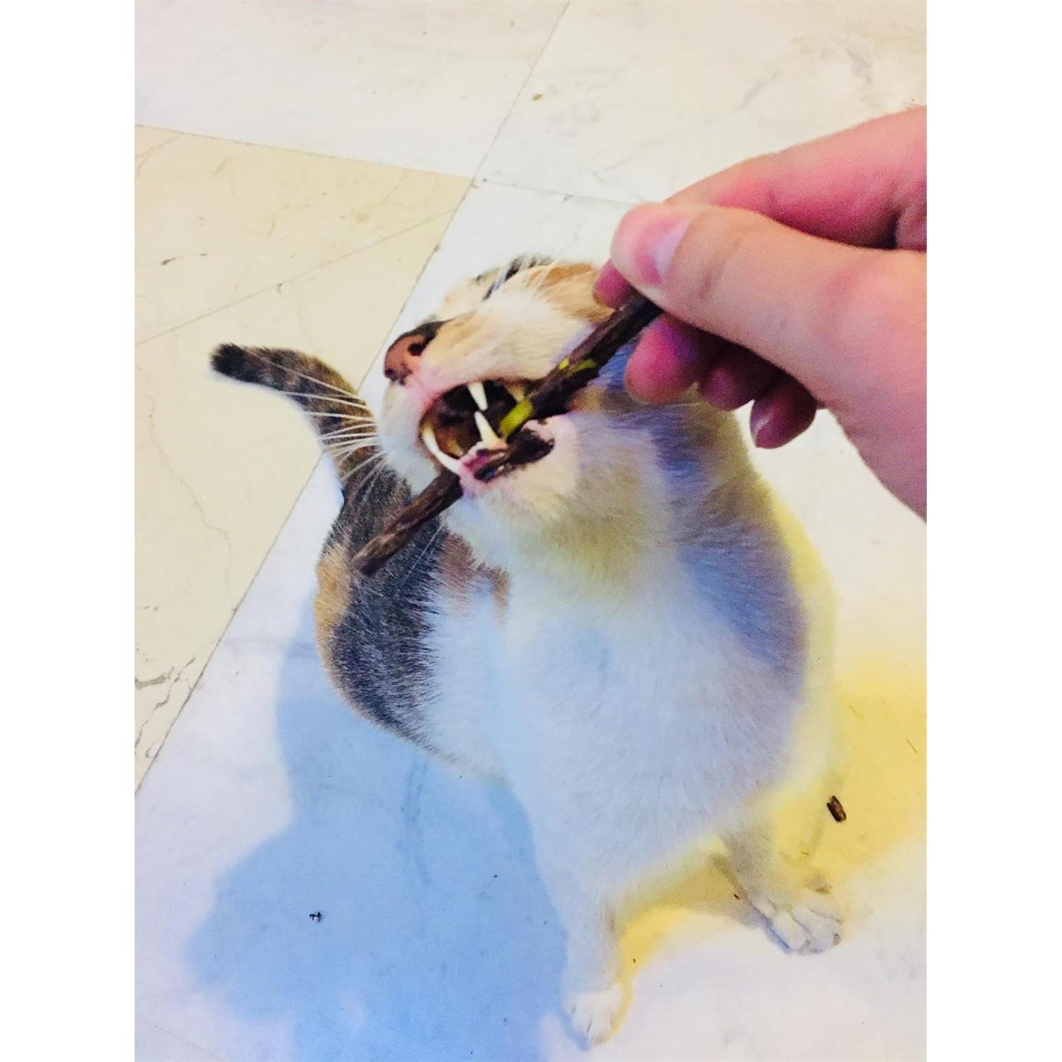 Palos de Masticar para Gatos CXP Good Goods - 26 Piezas