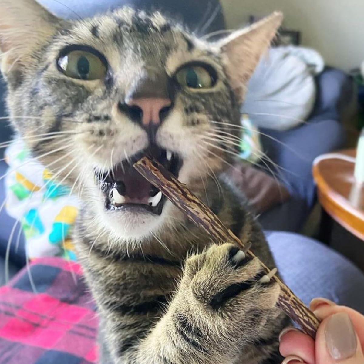 Palos de Silvervine Meowijuana 10 cm para Gatos - Masticables Naturales