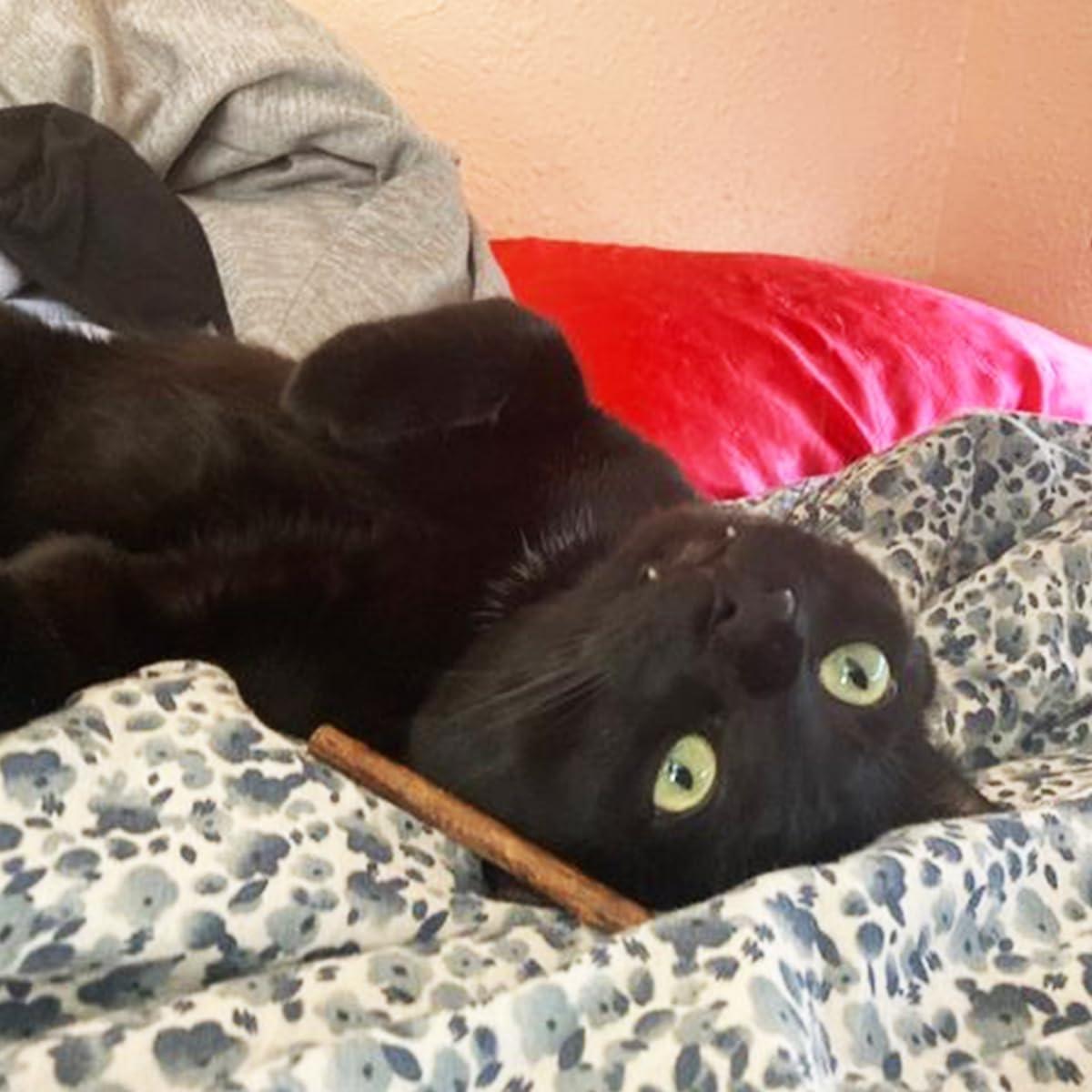 Palos de Silvervine Meowijuana 10 cm para Gatos - Masticables Naturales