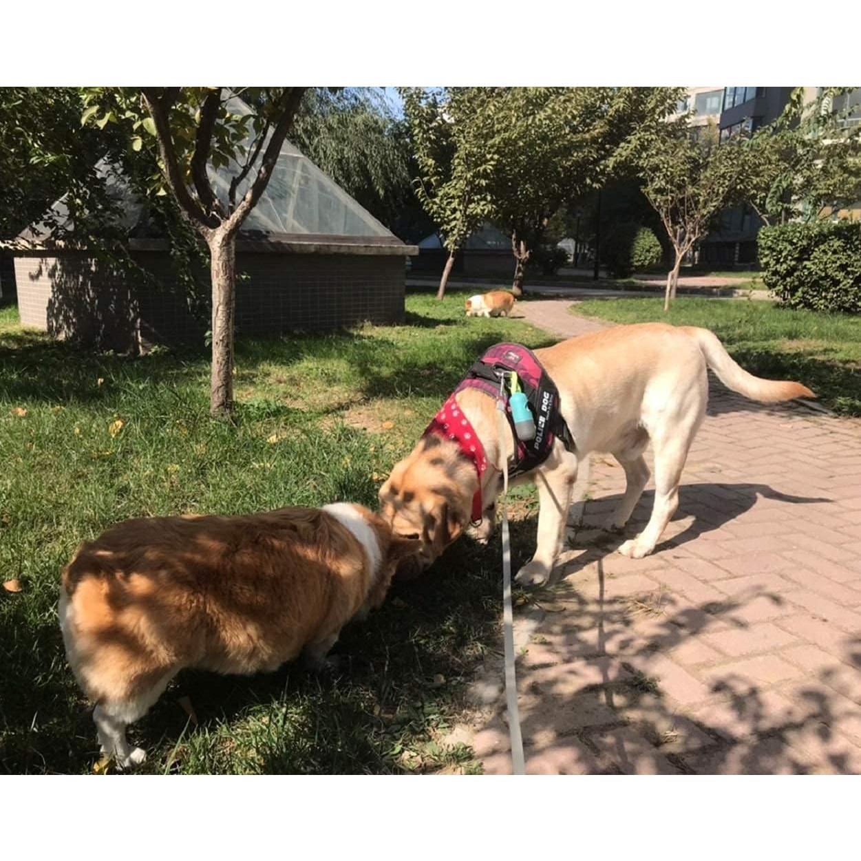 Dispensador de bolsas para excremento de perro YUCHIYA con linterna LED