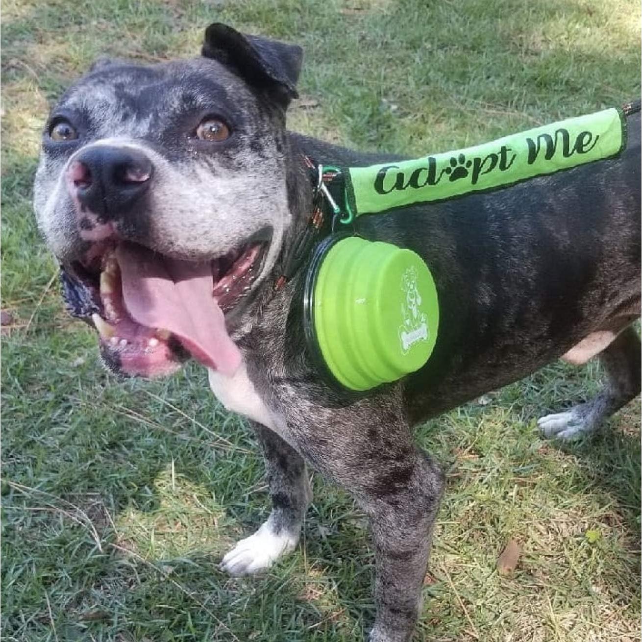 Tazones Plegables para Perros Mr. Peanut, Set de 3 Silicona