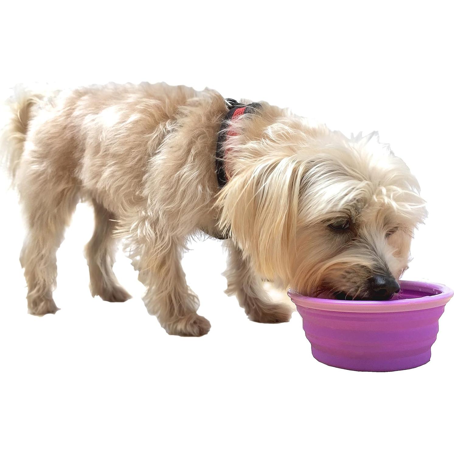 Tazón de Viaje Plegable Prima Pets 1.5 Tazas Púrpura - 2 Paquete