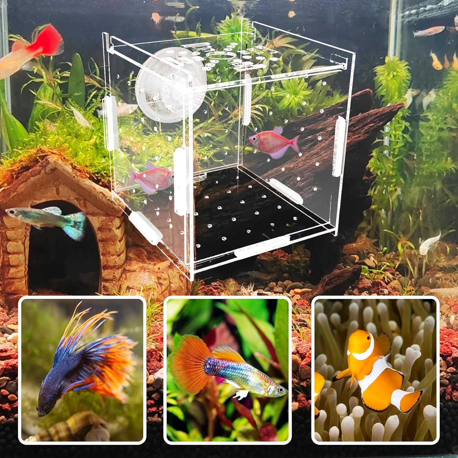 Caja de Aislamiento de Cría de Acrílico Hamiledyi 9.9x9.9 cm