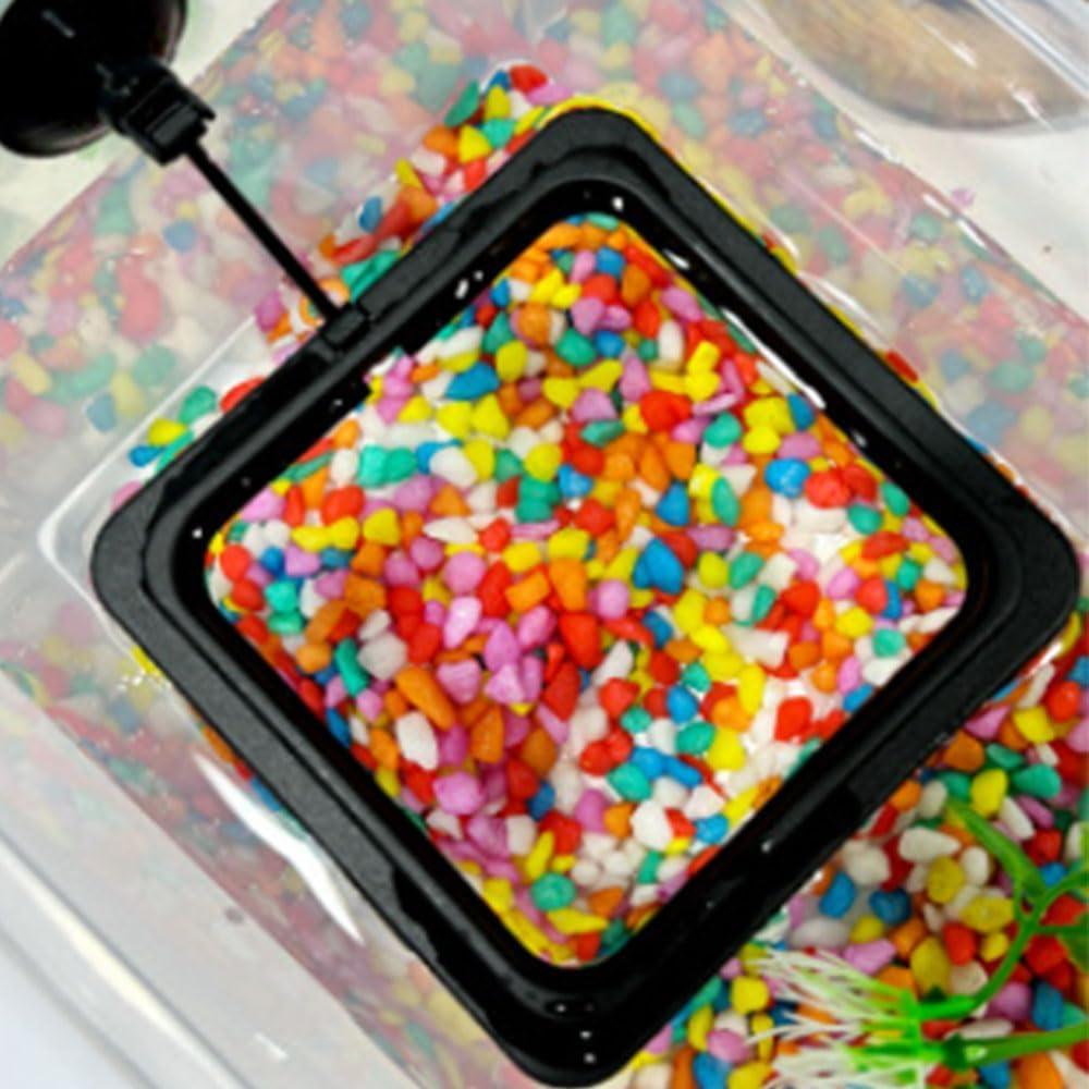 Juego de 2 Anillos Alimentadores para Peces Dbeans + Termómetro