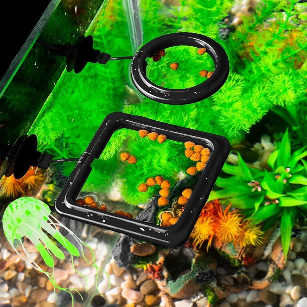 Juego de 2 Anillos Alimentadores para Peces Dbeans + Termómetro