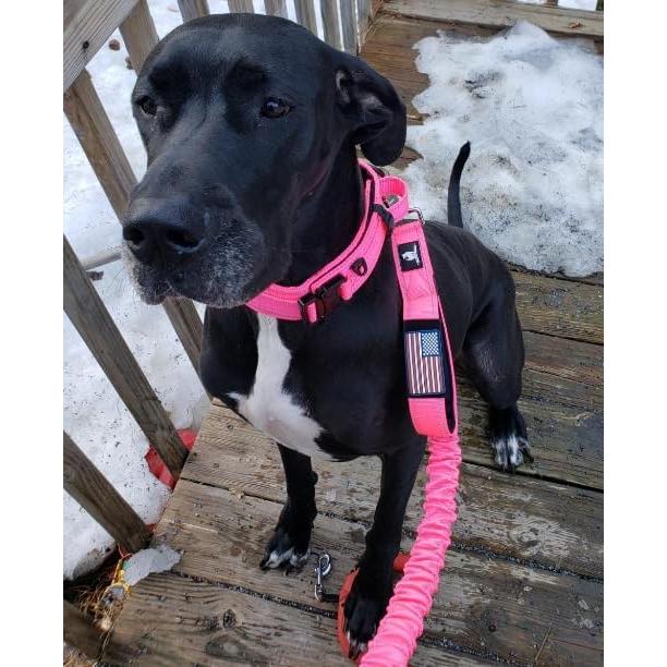 Correa Bungee de Perro DeziZeusK9 0.9m Rosa Alta Resistencia