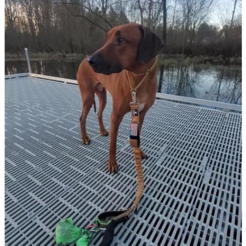 Correa Bungee de Perro DeziZeusK9 0.9m Rosa Alta Resistencia