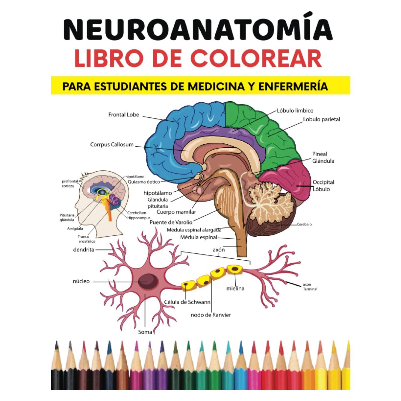 Neuroanatomía Libro de colorear Para estudiantes de medicina y enfermería: Manera fácil y divertida de aprender el cerebro humano y el sistema nervioso (Spanish Edition)
