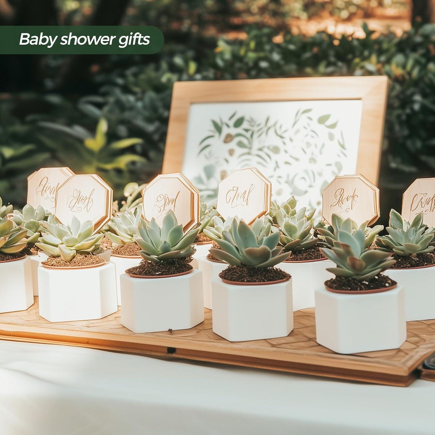 Macetas Hexagonales T4U para Suculentas - Juego de 2 Cerámica