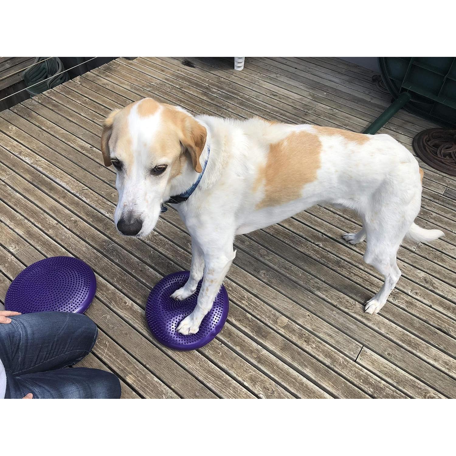 Disco de Equilibrio DEZAL 36 cm para Perros - Rehabilitación y Ejercicio