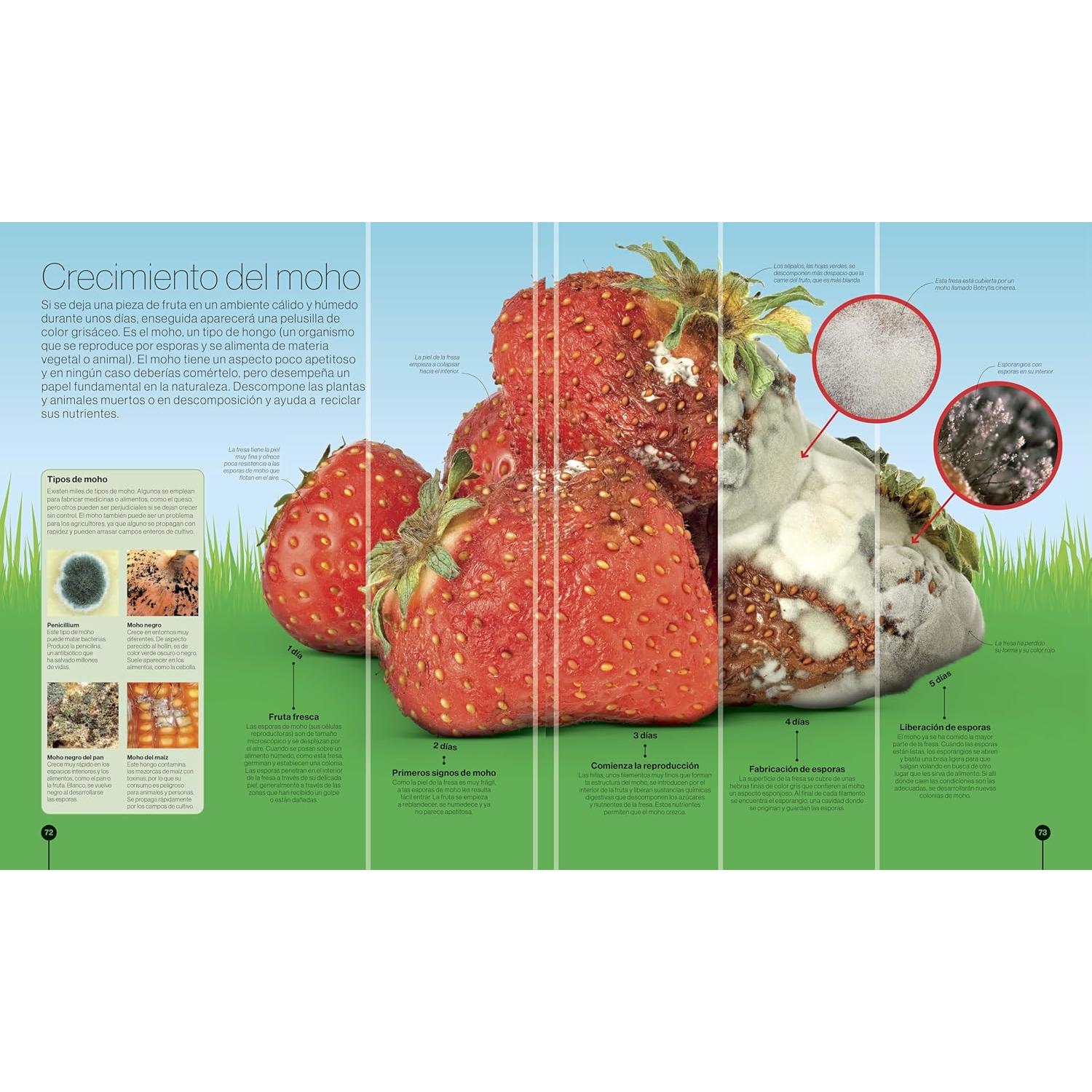 Los ciclos de la naturaleza (Timelines of Nature) (DK Children's Timelines) (Spanish Edition)