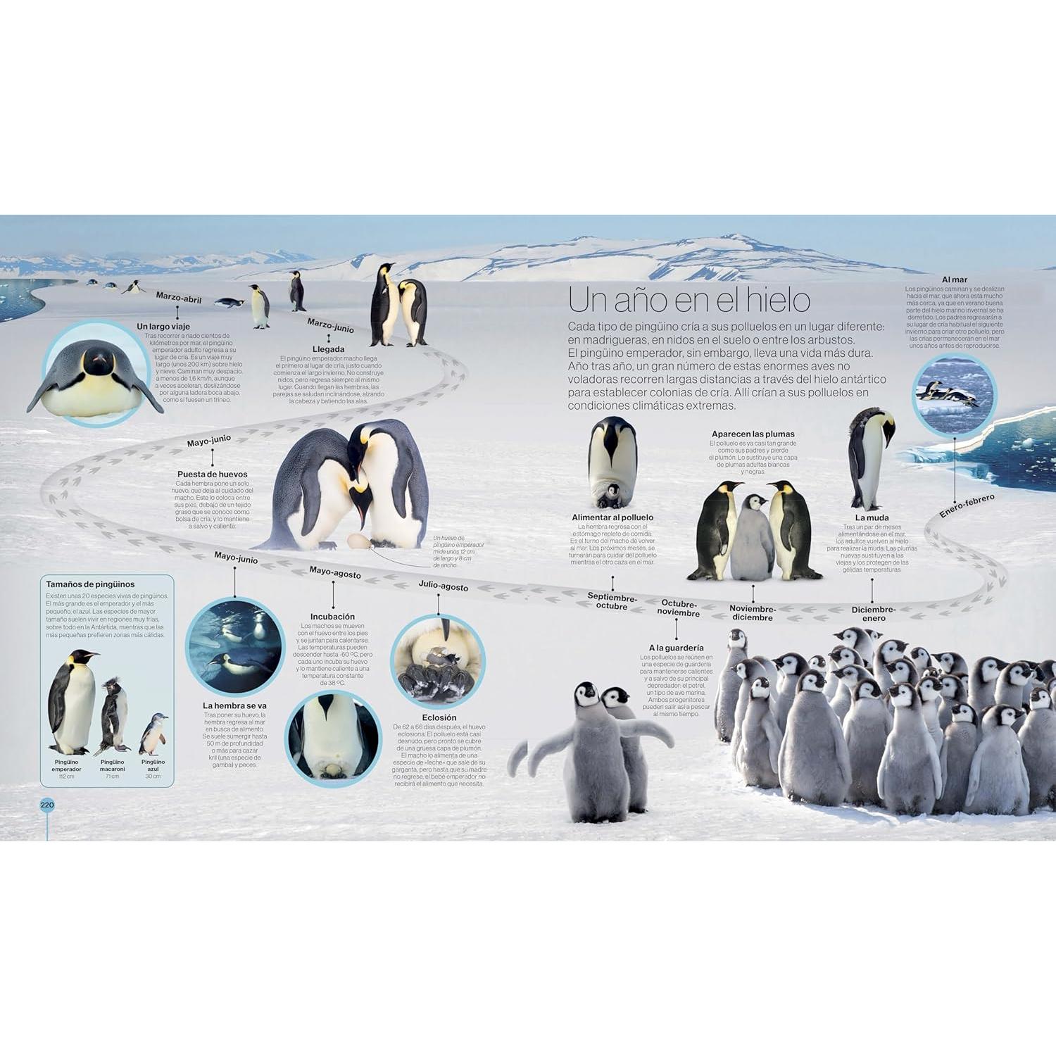 Los ciclos de la naturaleza (Timelines of Nature) (DK Children's Timelines) (Spanish Edition)